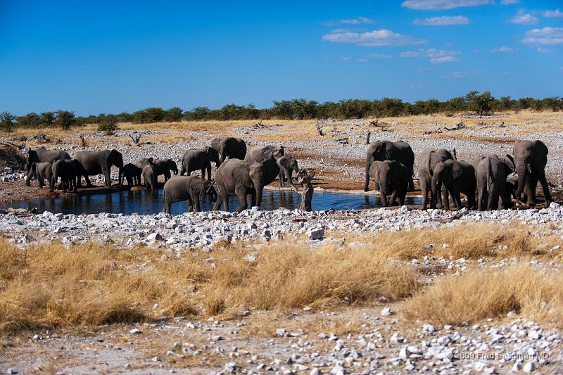 20090610_140717 D3 X1.jpg - Water hole, Etosha National Park